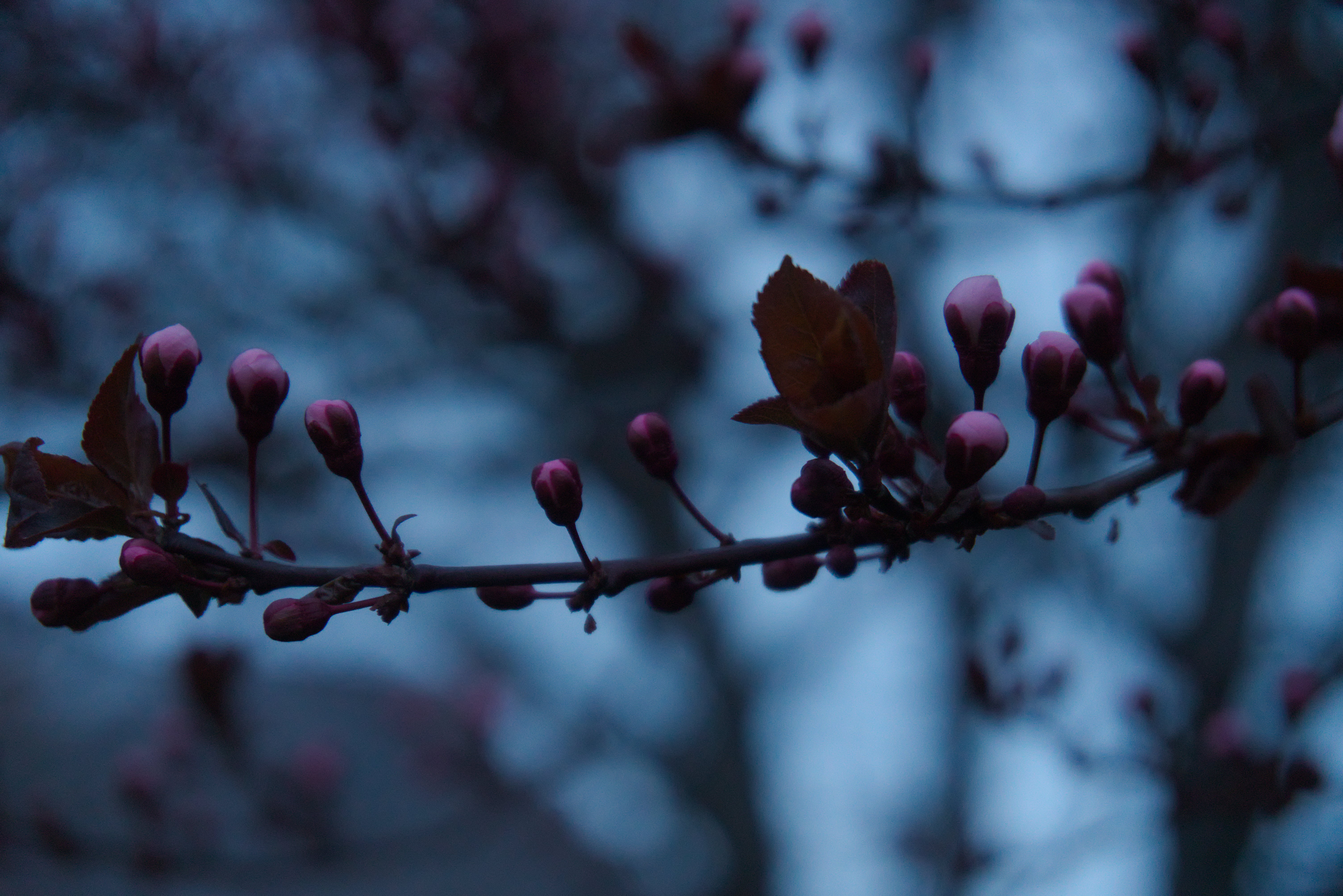 Up close a branch with various pink flower buds and some unfurling dark red leaves