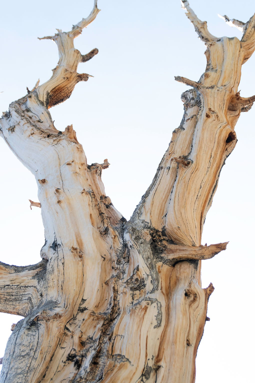 A weathered bristlecone pine trunk against the white morning sky