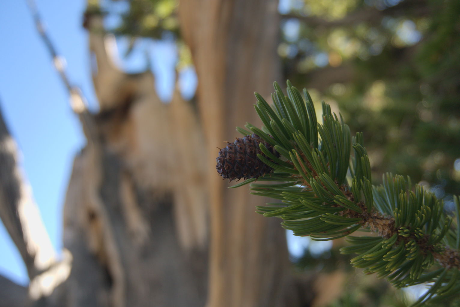 A bristlecone pine cone on a branch with the trunk in the background