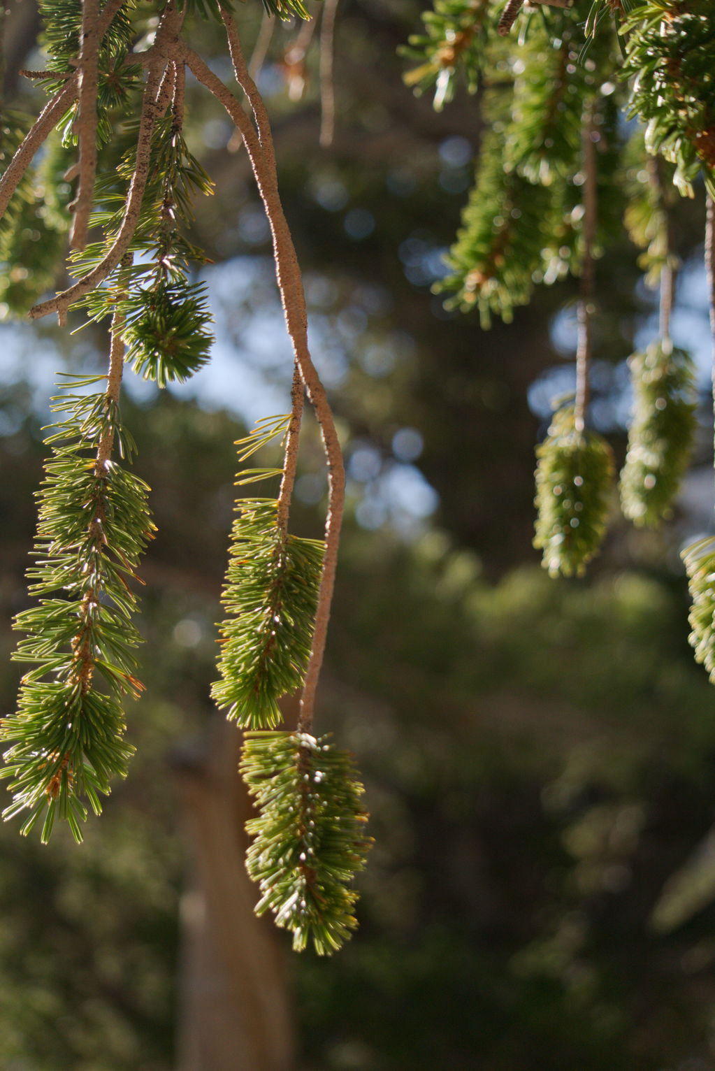 Bristlecone pine branches hang down catching the morning light