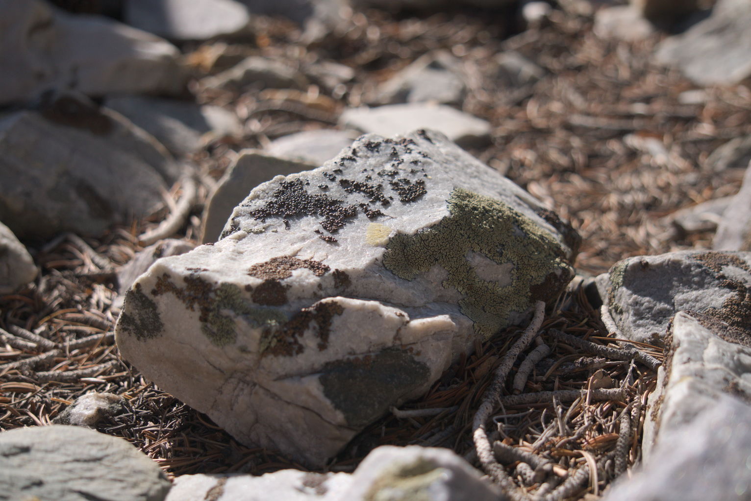 A white stone with lichens on it