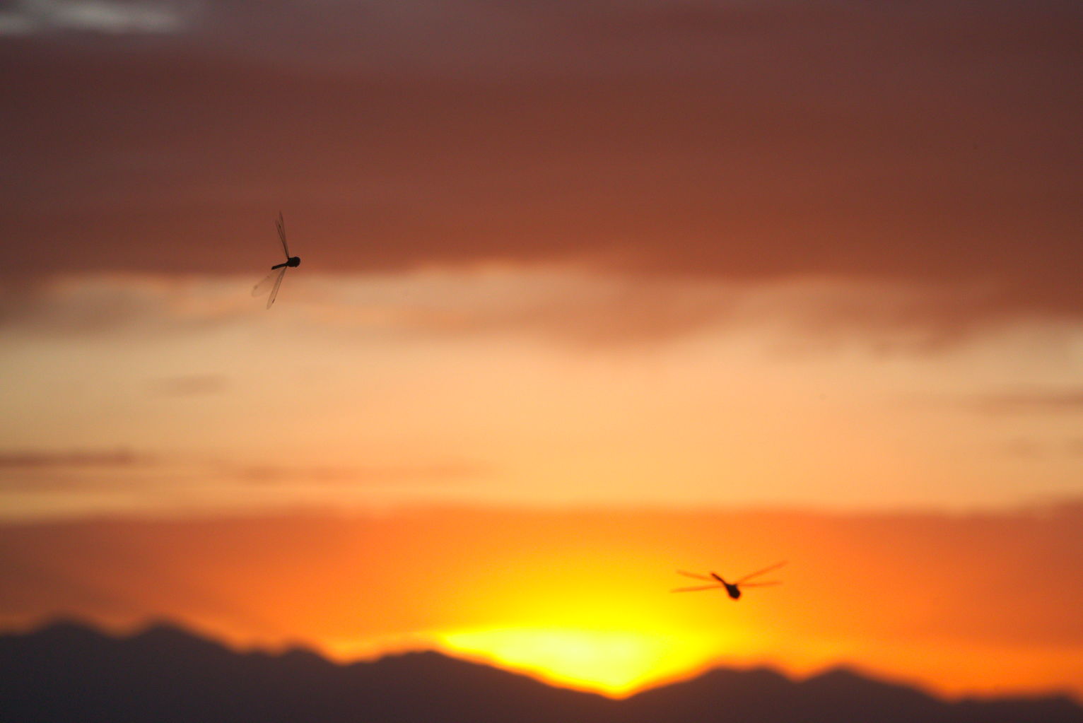 Two dragonflies flying against sunset