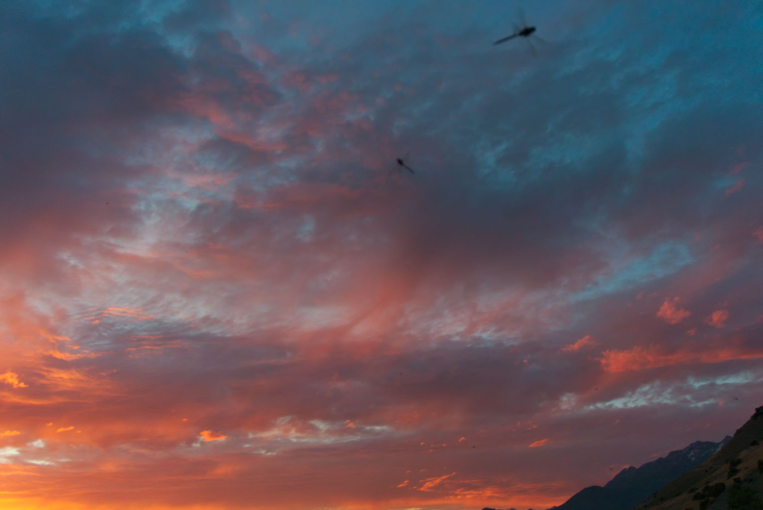 A view up at a sunset lit sky with two blurry dragonflies