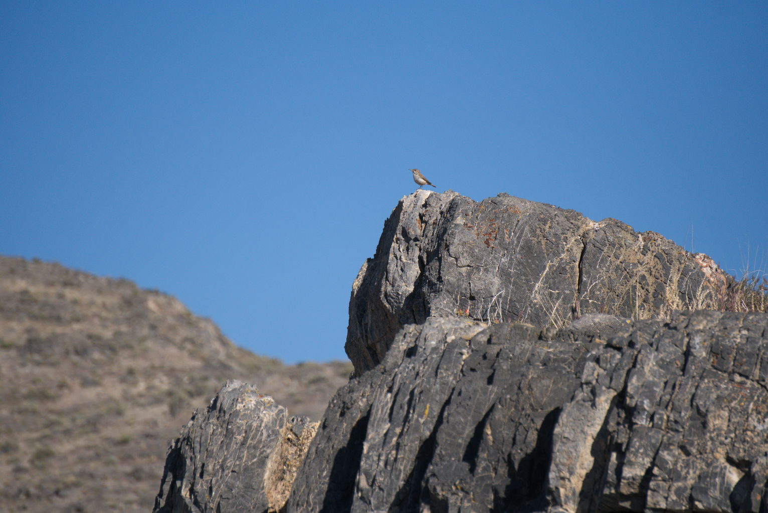 A canyon wren perched in profile on a rock