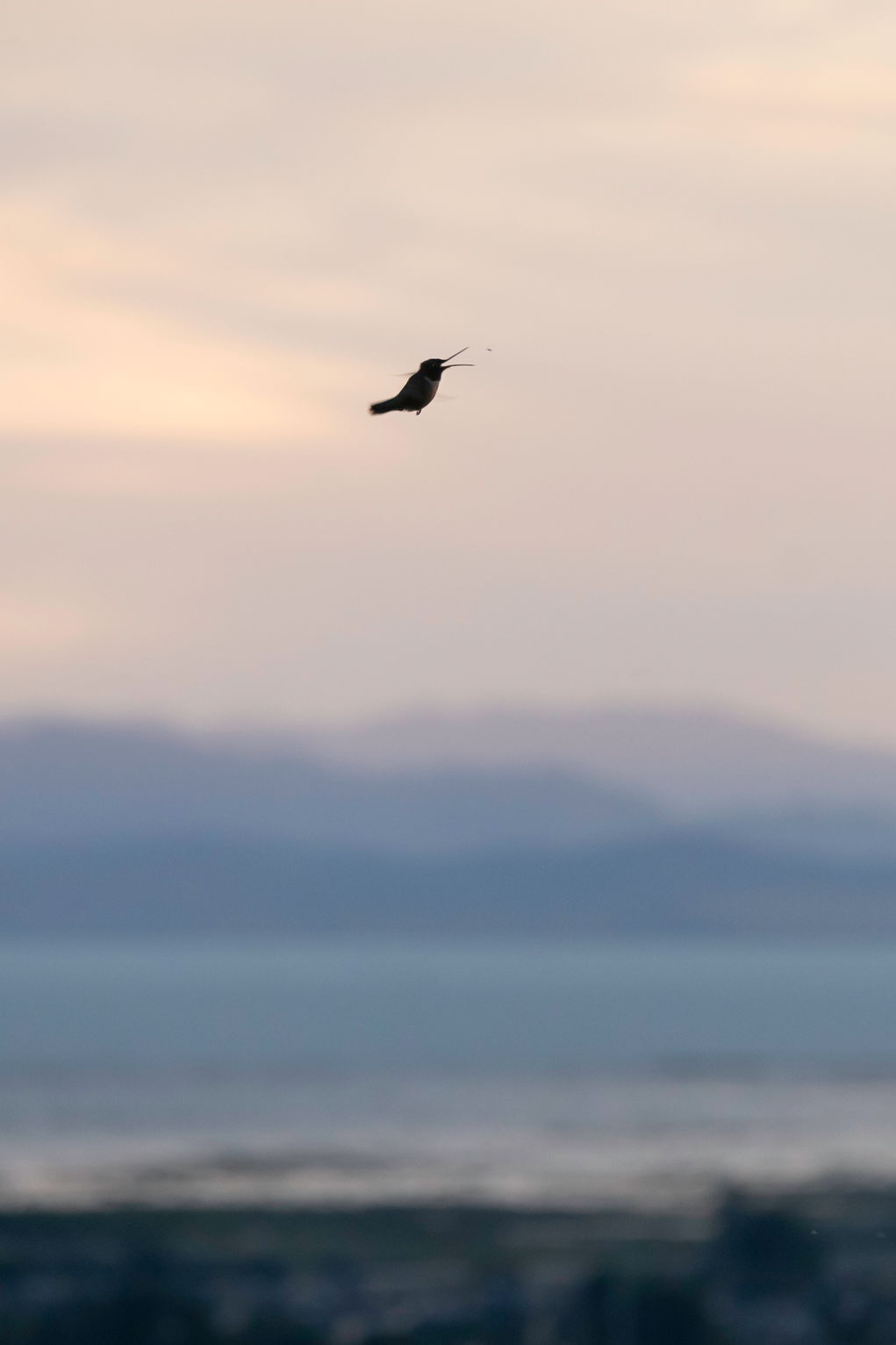 A hummingbird opens it's beak to eat a bug, mountains behind