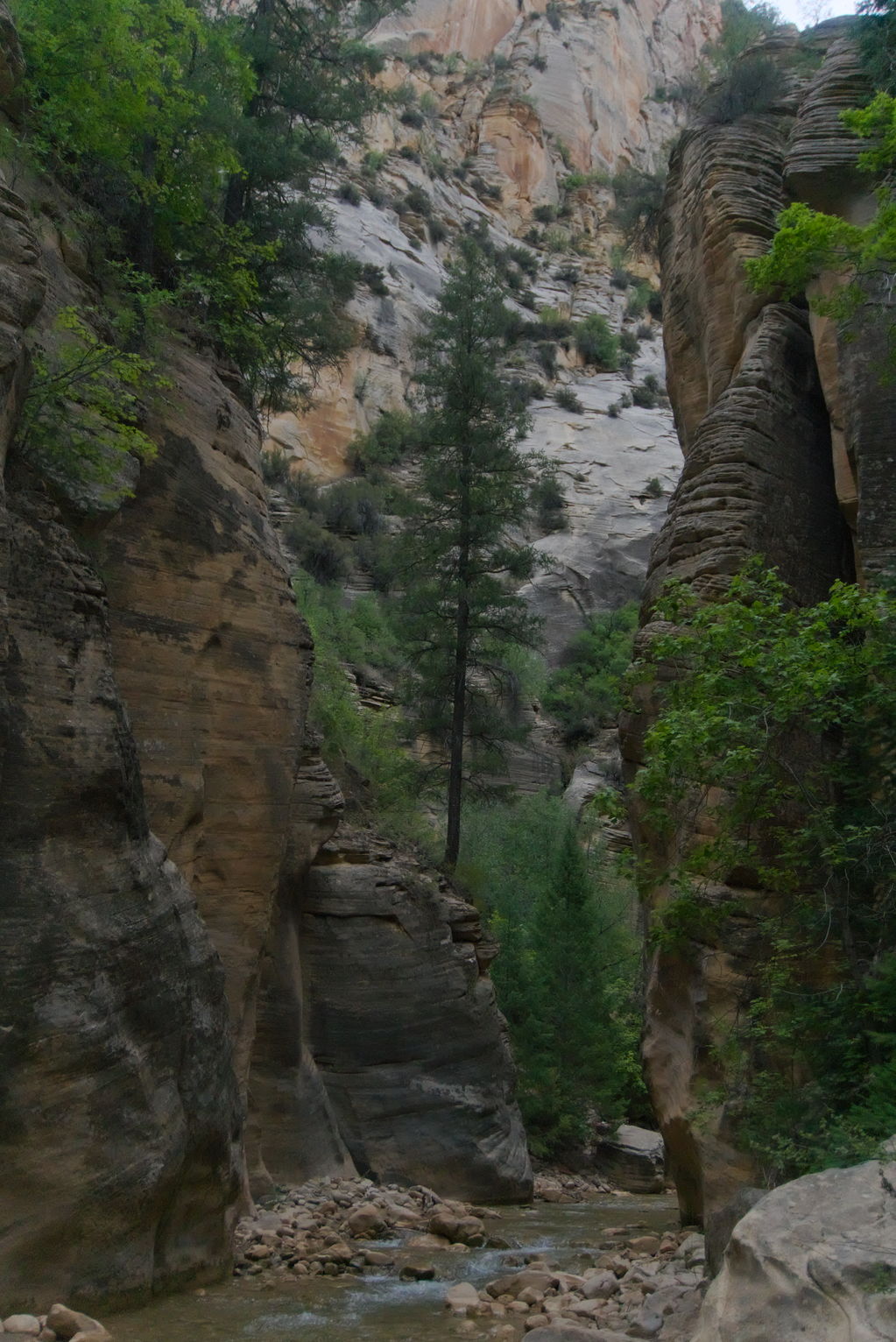 Rock walls up both sides, trees growing everywhere, river below