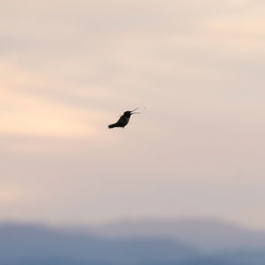 A hummingbird opens it's beak to eat a bug, mountains behind