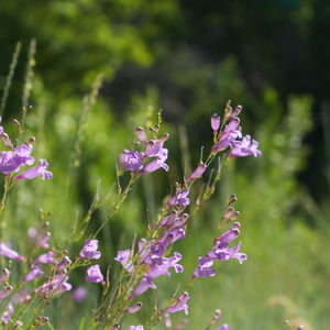 Purple beardtongues on the pathside