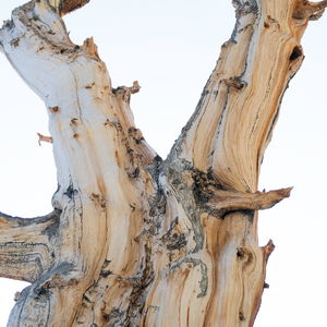 A weathered bristlecone pine trunk against the white morning sky