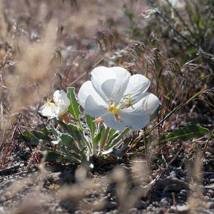 A little tuft of two white Evening Primrose flowers nestled in little desert grasses and such