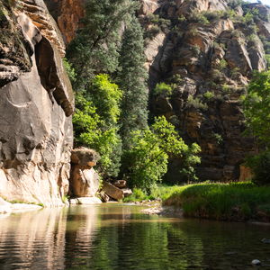 Looking back at some sunlit trees in the narrows